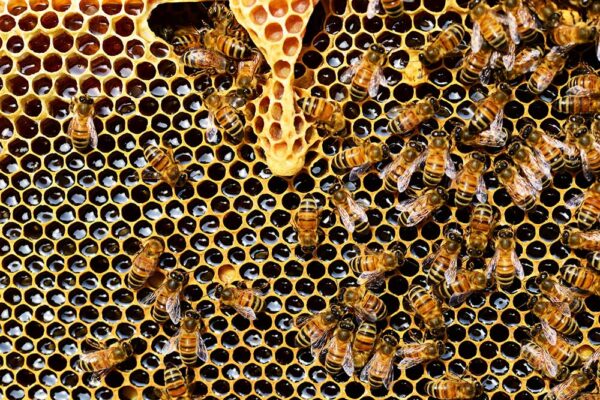 bee-removal-from-your-home