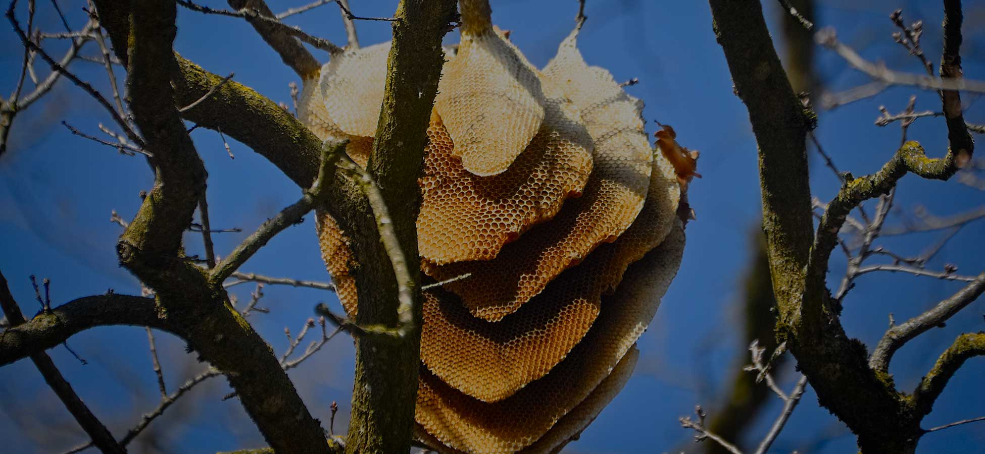 Bee Honeycomb Removal Phoenix