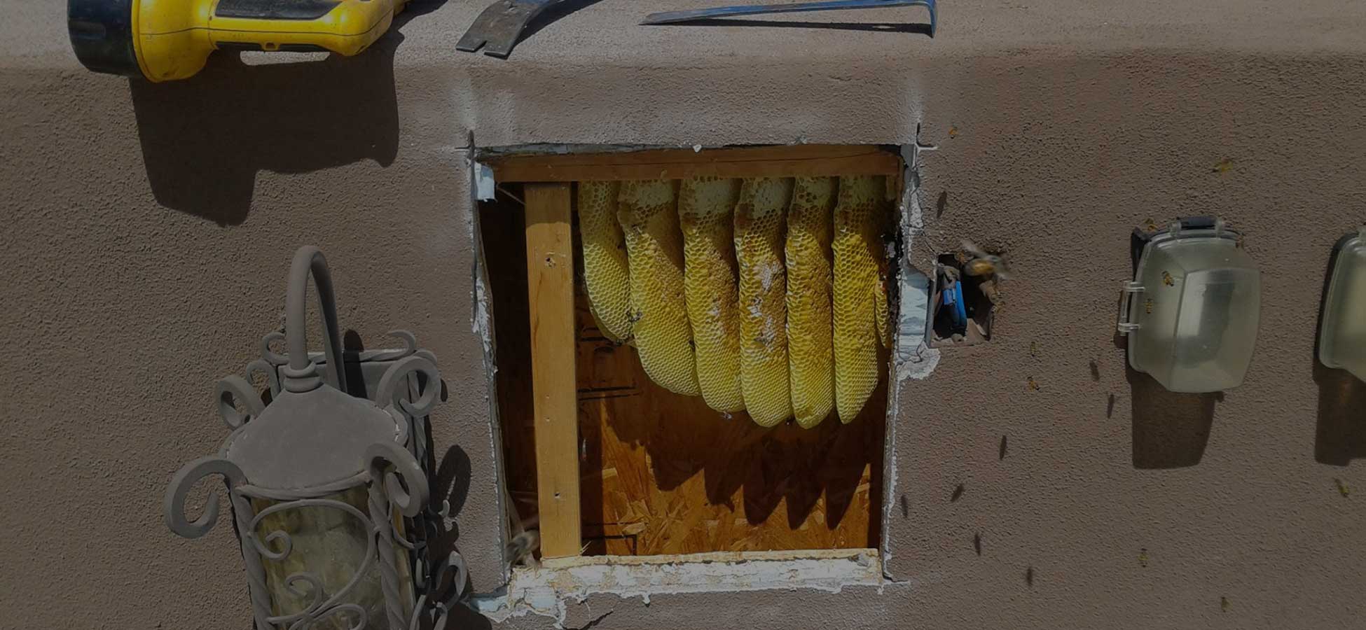 Bee Damage Home Repair