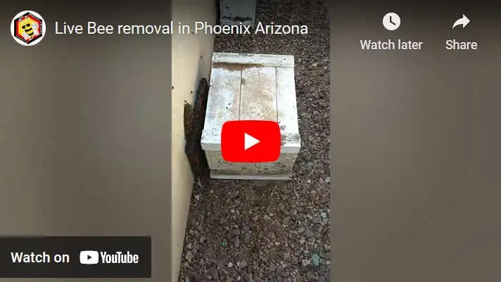 Live Bee Removal Video