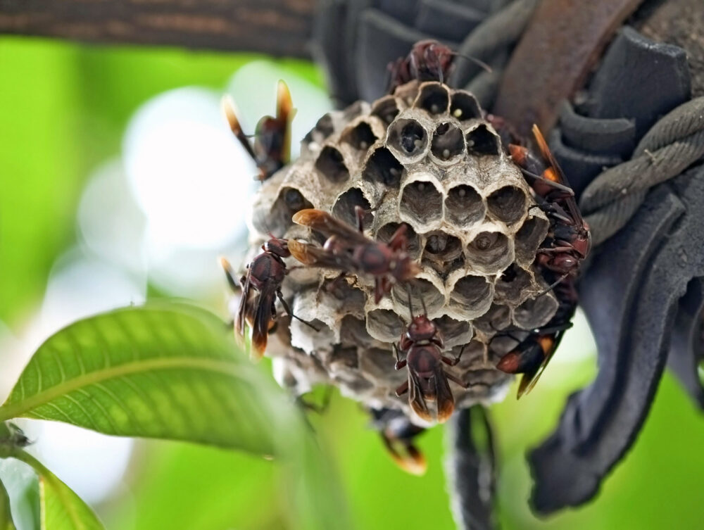 bee removal company