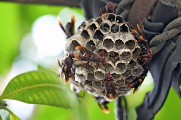 bee removal company