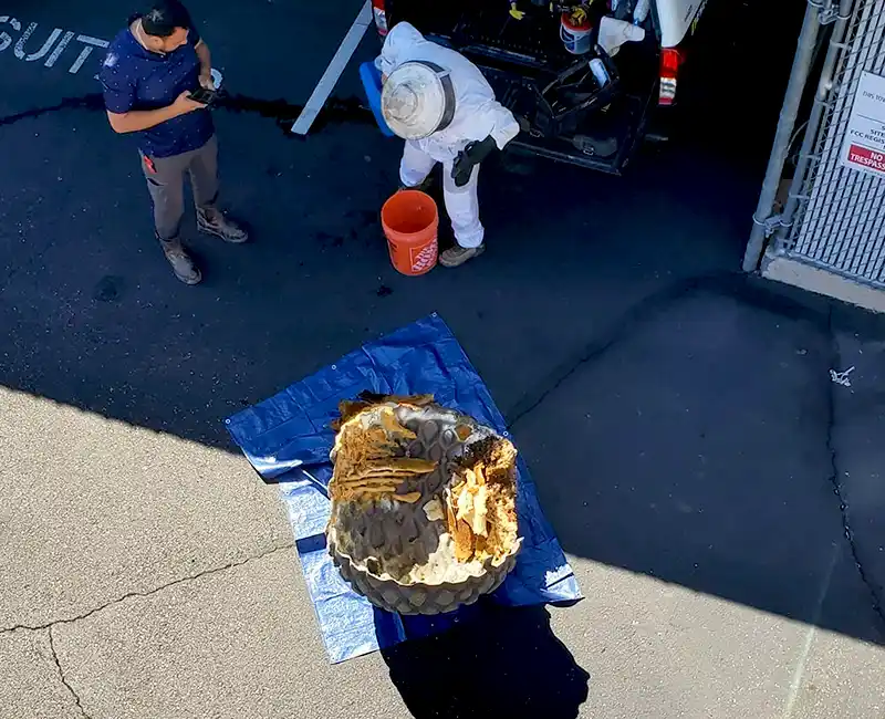 Beekeeper tech removed a beehive